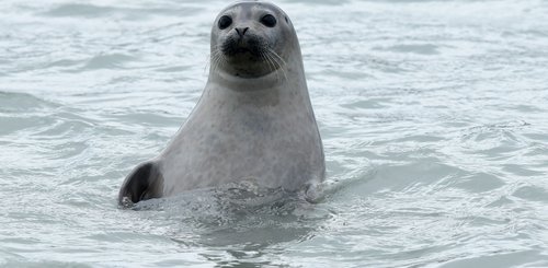 Sea_Lion_Svalbard_©_Page_Chichester_Poseidon_Expeditions