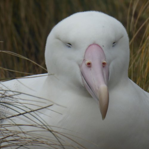 Ross_Sea_Southern_Royal_Albatross_Campbell_Island_©_Victoria_Salem_Oceanwide_Expeditions