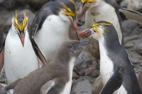 Royal_Penguins_Sandy_Bay_Macquarie_Island_©_Fred_van_Olphen_Oceanwide_Expeditions