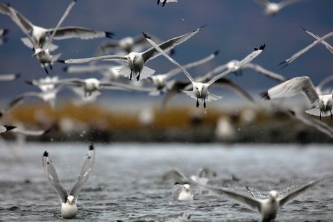 Birds_Kodiak_Island_Alaska_©_Aurora_Expeditions