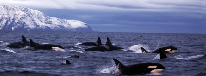 Norwegen_Orca_©_Northern_Explorers