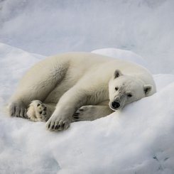 Polar_Bear_Svalbard_©_Dietmar_Denger_Poseidon_Expeditions