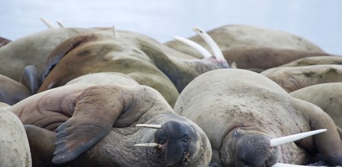 Walrus_Poolepynten_Spitsbergen_©_Elke_Lindner_Oceanwide_Expeditions