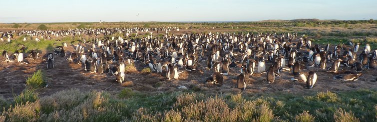 Eselspinguine_Sea_Lion_Falkland_©_Juergen_Stock_Auf_Kurs_Inselreisen