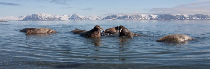 Poolepynten_Prins_Karls_Forland_Svalbard_©_Troels_Jacobsen_Oceanwide_Expeditions