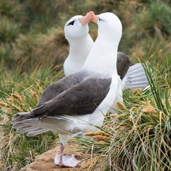 Schwarzbrauenalbatrosse_Falkland_Inseln_2017_©_Martin_Zwick_Naturfoto