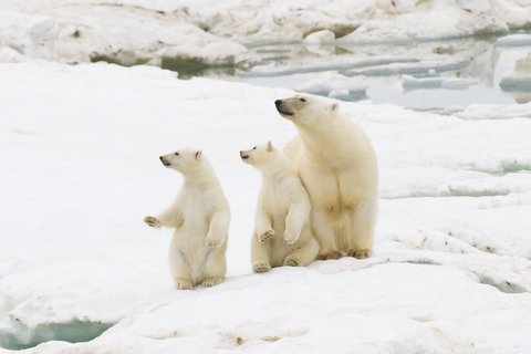 Polar_Bears_Wrangel_Island_©_K_Ovsyanikova_Heritage_Expeditions