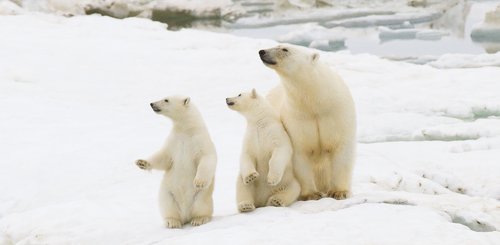 Polar_Bears_Wrangel_Island_©_K_Ovsyanikova_Heritage_Expeditions