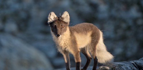 Polar_Fox_Greenland_©_Sven_Gust_Northern_Explorers