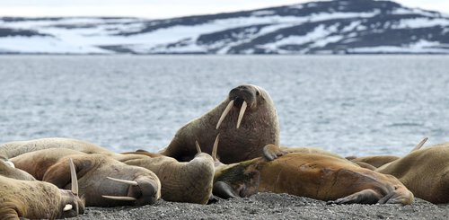 Walrus_Svalbard_©_Page_Chichester_Poseidon_Expeditions