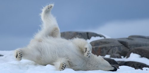 Polar_Bear_Isispynten_Svalbard_©_Page_Chichester_Poseidon_Expeditions
