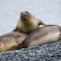 Antarctic_Sea_Elephants_©_Holger_Leue_Poseidon_Expeditions