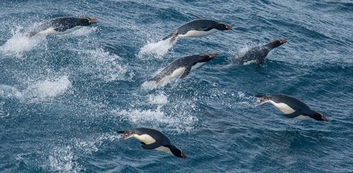 Erect_Crested_Penguins_Sub_Antarctic_Islands_©_Lisle_Gwynn_Heritage_Expeditions