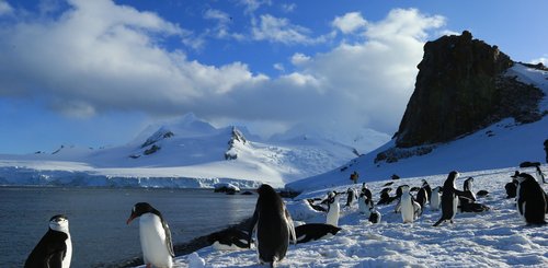 Halfmoon_Island_Antarctica_©_Amos_Nachoum_Oceanwide_Expeditions