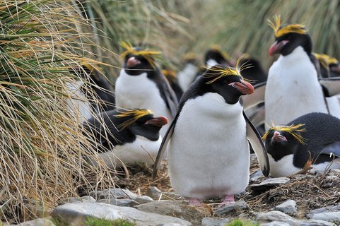 Macaroni_Penguins_South_Georgia_©_Martin_van_Lokven_Oceanwide_Expeditions