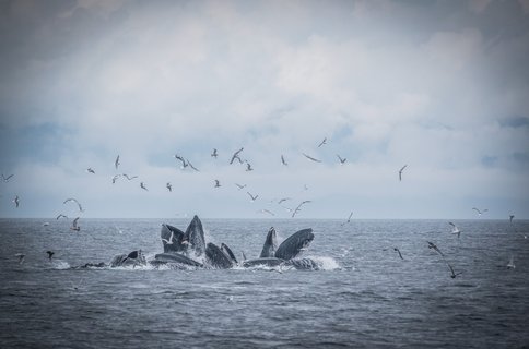 A_pod_of_whales_breach_whilst_feeding_Alaska_©_Liz_Gifford_Aurora_Expeditions