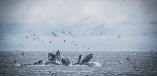 A_pod_of_whales_breach_whilst_feeding_Alaska_©_Liz_Gifford_Aurora_Expeditions