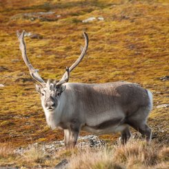 Svalbard_Reindeer_Spitsbergen_©_Erwin_Vermeulen_Oceanwide_Expeditions