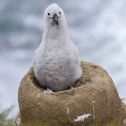 Albatros_Kueken_2_Falkland_Inseln_2017_©_Martin_Zwick_Naturfoto