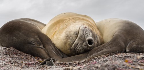 See_Elefanten_Falkland_Inseln_2017_©_Martin_Zwick_Naturfoto