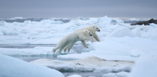 Franz_Josef_Land_Polar_Bear_on_Ice_©_Poseidon_Expeditions