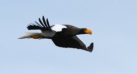 Russias_Ring_of_Fire_Stellers_Sea_Eagle_©_A_Riley_Heritage_Expeditions
