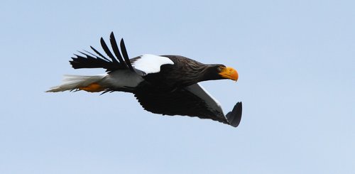 Russias_Ring_of_Fire_Stellers_Sea_Eagle_©_A_Riley_Heritage_Expeditions