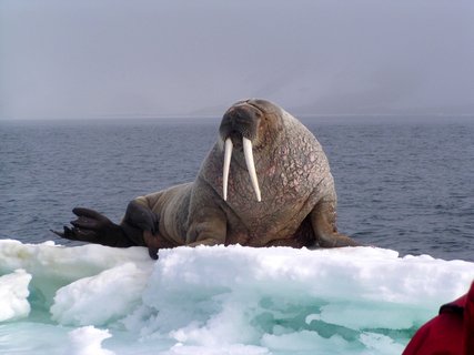Walrus_Spitsbergen_©_Mike_Murphy_Oceanwide_Expeditions