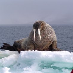 Walrus_Spitsbergen_©_Mike_Murphy_Oceanwide_Expeditions