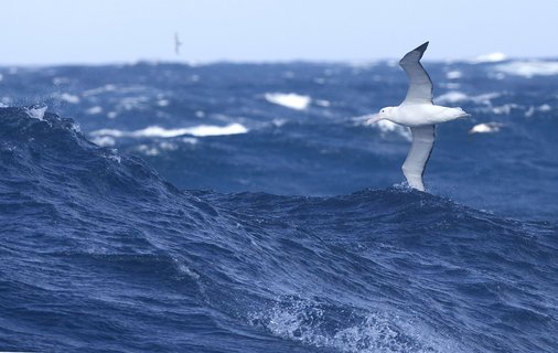 Wandering_Albatross_©_Wim_van_Passel_Oceanwide_Expeditions
