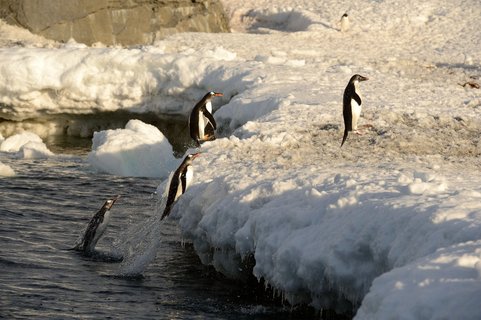 Gentoo_not_Adelie_Penguin_Weddell_Sea_©_Paul_Tuttle_Oceanwide_Expeditions