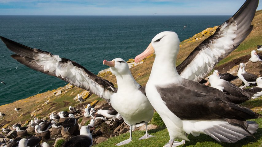 Black_Browed_Albatross_Falkland_Islands_©_Tavish_Campbell_Poseidon_Expeditions