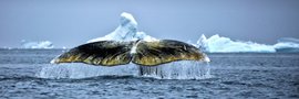 East_Greenland_Whale_©_Filip_Kulisev_Poseidon_Expeditions
