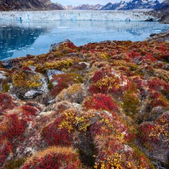 Groenland_2022_Herbstvegetation_©_Martin_Zwick_Naturfotografie