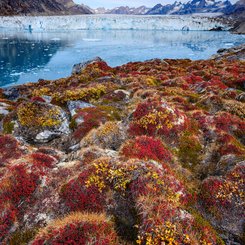 Groenland_2022_Herbstvegetation_©_Martin_Zwick_Naturfotografie