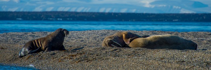 Walrusses_Hinlopen_Around_Spitsbergen_Kvitoya_©_Zoutfotografie_Oceanwide_Expeditions