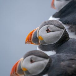 Papageitaucher_3_Shetland_Inseln_©_Martin_Zwick_Naturfotografie
