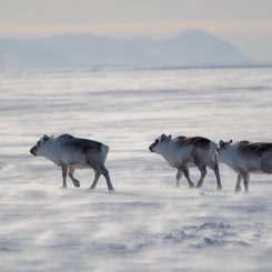 Rentiere_Spitzbergen_Norwegen_©_Martin_Zwick_Naturfoto