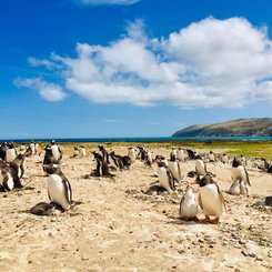 Gentoo_Penguins_©_Coast_Ridge_Cottage