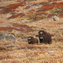 Musk_Oxen_Greenland_©_Erwin_Vermeulen_Oceanwide_Expeditions