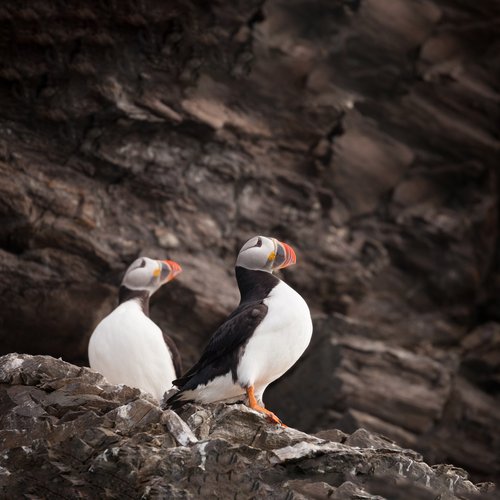 Spitsbergen_in_Depth_Atlantic_Puffin_Svalbard_©_Acacia_Johnson_Quark_Expeditions