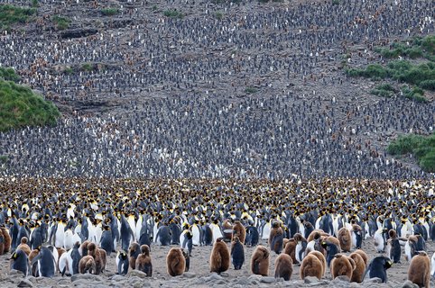 King_Penguins_South_Georgia_©_Martin_van_Lokven_Oceanwide_Expeditions