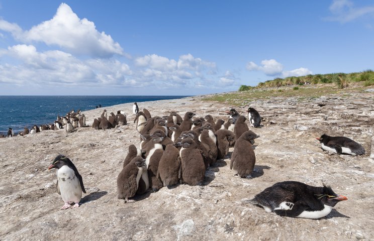 Rockhopper_Falkland_Inseln_2017_©_Martin_Zwick_Naturfoto