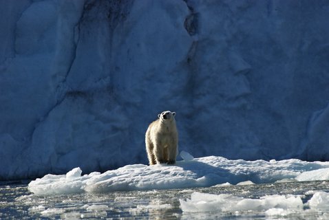 Polar_Bear_Svalbard_©_Poseidon_Expeditions