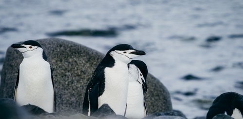 Chinstrap_Penguins_Half_Moon_Antarctica_©_Aurora_Expeditons_Matt_Horspool