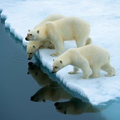 Polar_Bears_Franz_Josef_Land_©_Anthony_Smith_Poseidon_Expeditions