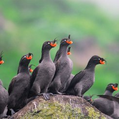 Russias_Ring_of_Fire_Auklets_©_A_Russ_Heritage_Expeditions