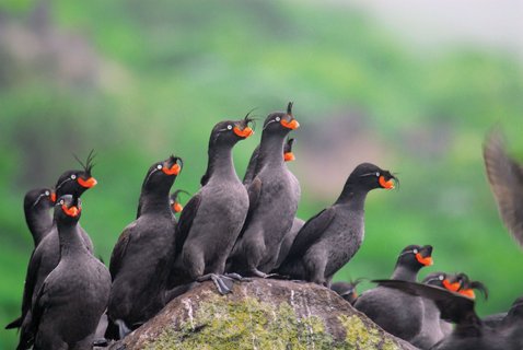 Russias_Ring_of_Fire_Auklets_©_A_Russ_Heritage_Expeditions