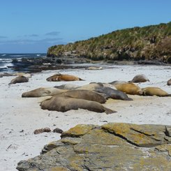 Kolonie_Suedliche_See_Elefanten_Sea_Lion_Falkland_©_Juergen_Stock_Auf_Kurs_Inselreisen