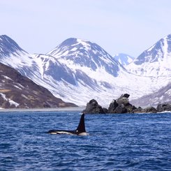 Russias_Ring_of_Fire_Orcas_©_A_Riley_Heritage_Expeditions